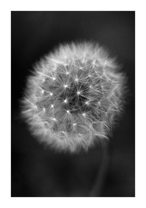 A dandelion seed head is shown in close-up against a dark background.