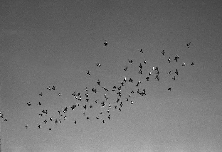 A flock of birds flies across a clear sky.