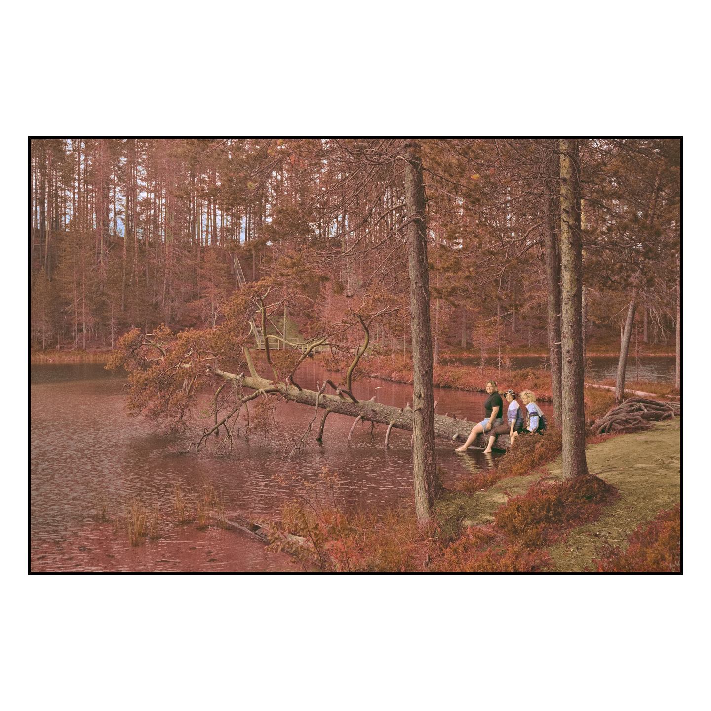 Three women sit on the bank of a lake with a fallen tree partially submerged in the water, surrounded by a forest.