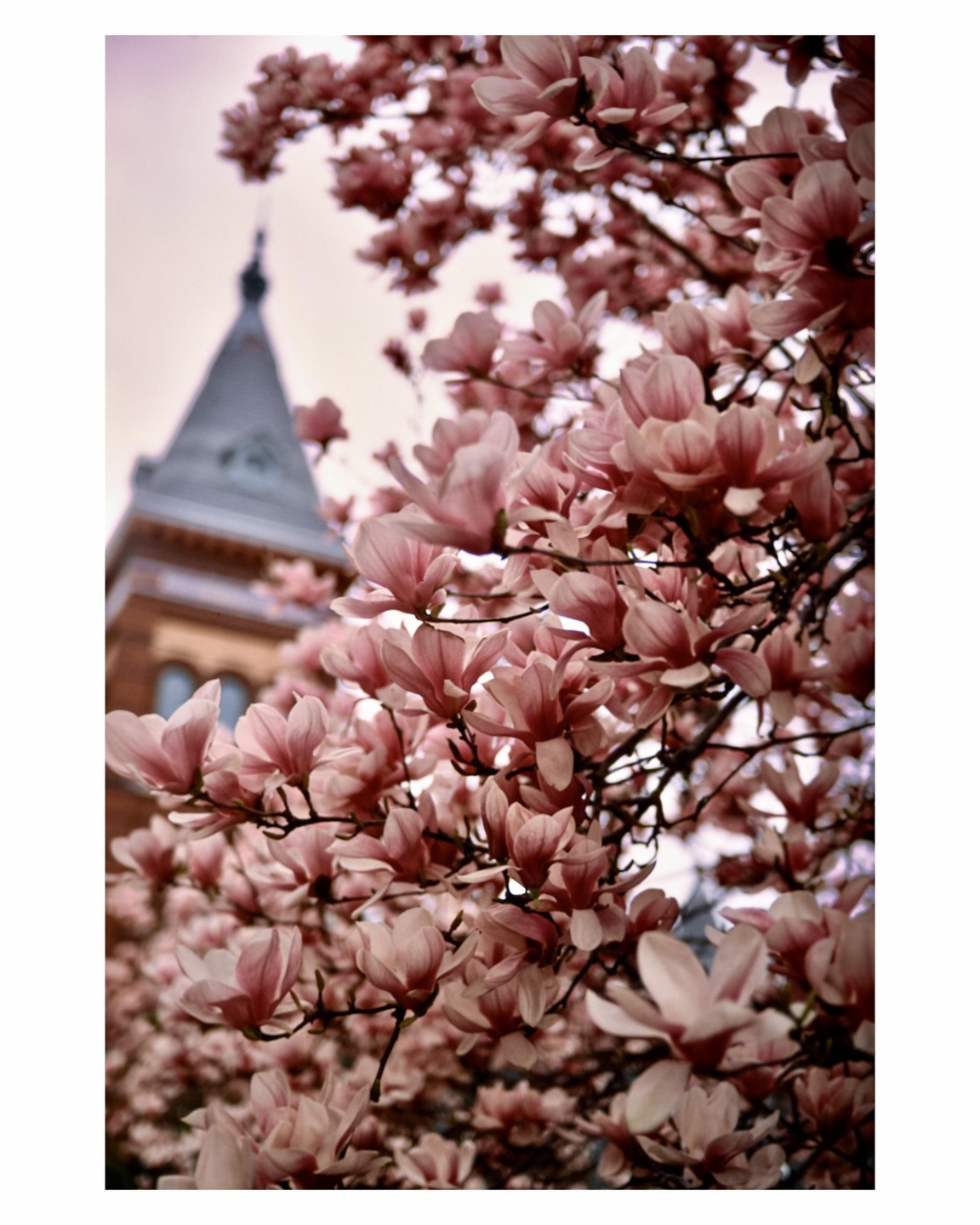 Pink magnolia blossoms fill the frame with a blurred building spire in the background.