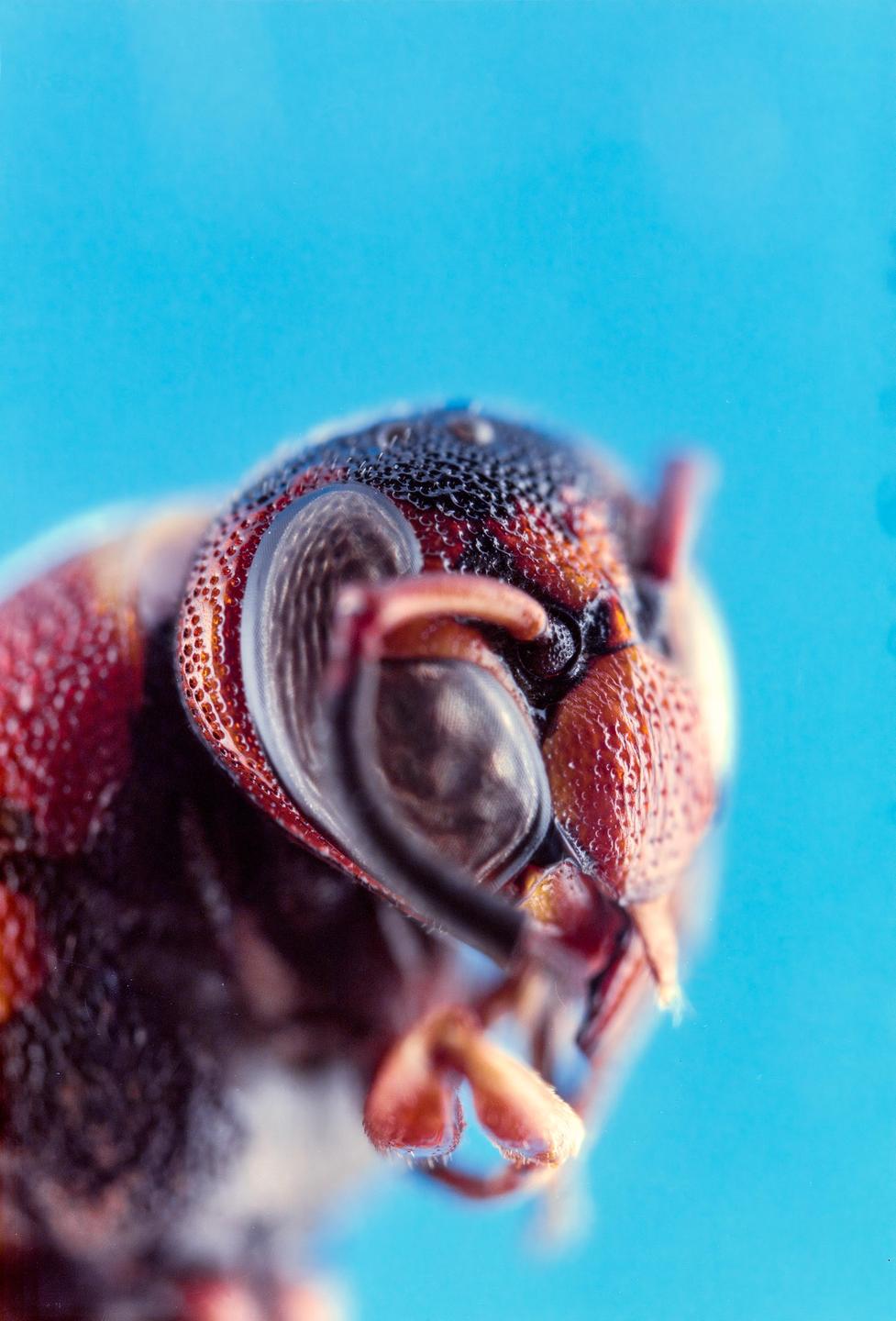 A close-up portrait of a wasp shows its head and part of its body against a blue background.