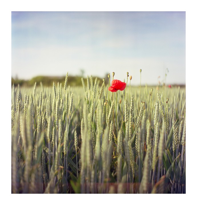 A single red poppy stands out in a field of green wheat under a bright sky.