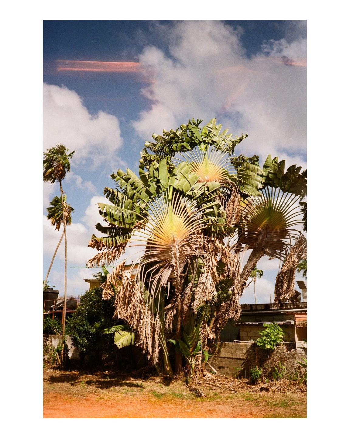 A large traveler's palm tree with fan-like leaves stands in a tropical setting under a cloudy sky.