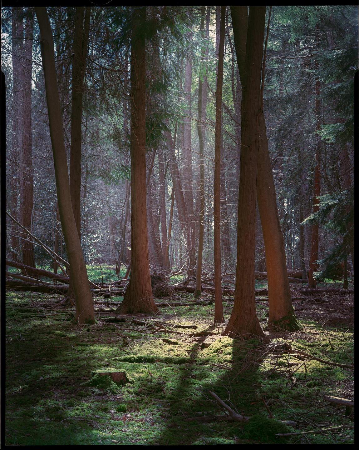 Sunlight streams through tall trees onto a mossy forest floor.