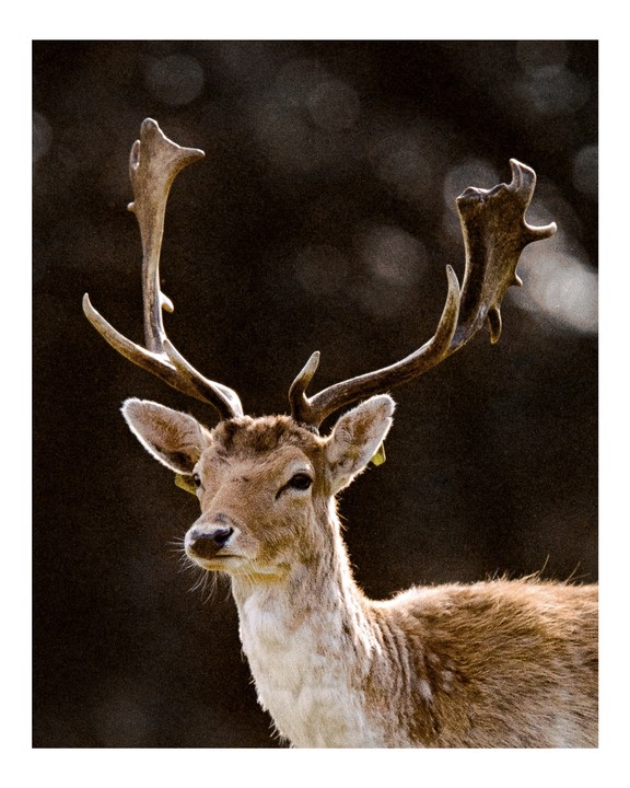 A stag with large antlers stands against a dark, out-of-focus background.