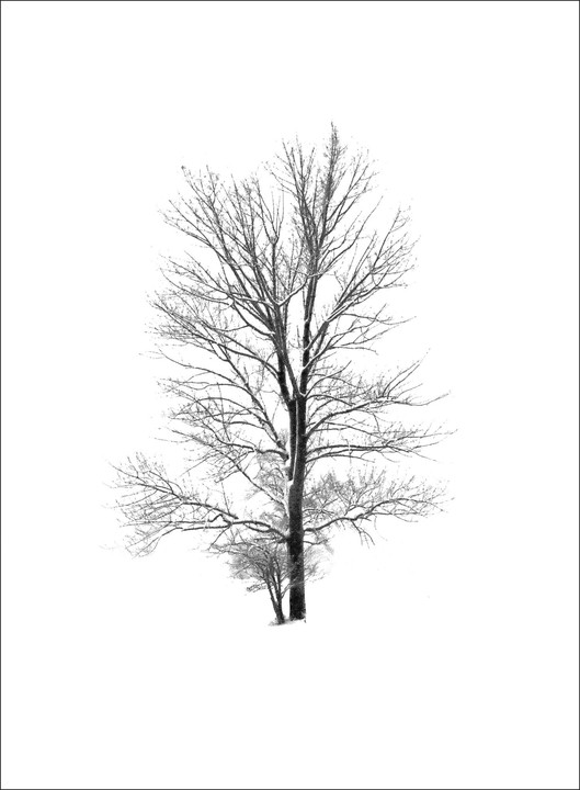A tall, bare tree stands in a snowy landscape with a smaller tree behind it.
