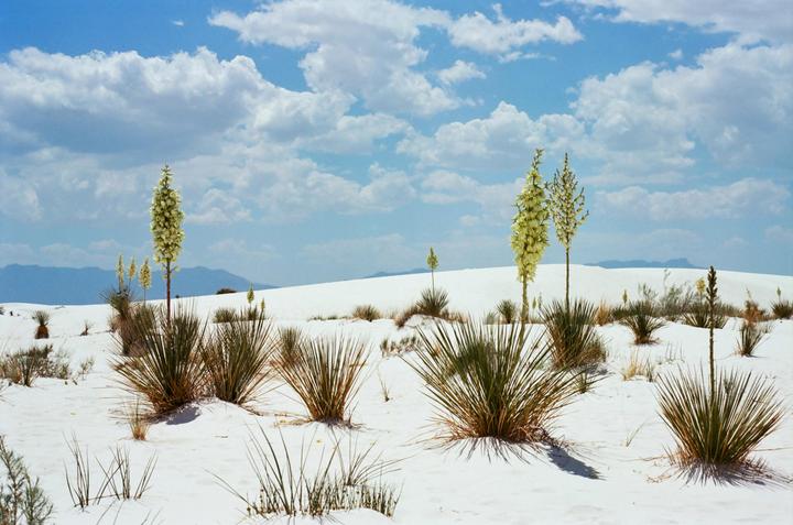 Yucca plants with tall flower stalks grow in a white sand desert under a blue sky with white clouds.