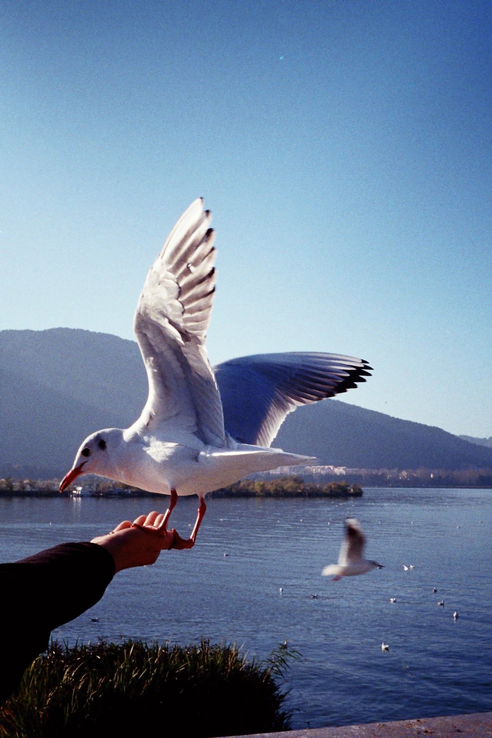 A seagull with outstretched wings lands on a person's hand by a lake with mountains in the background.