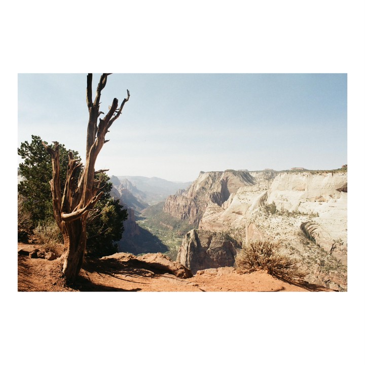 A dead tree stands on a cliff overlooking a vast canyon with mountains in the distance.