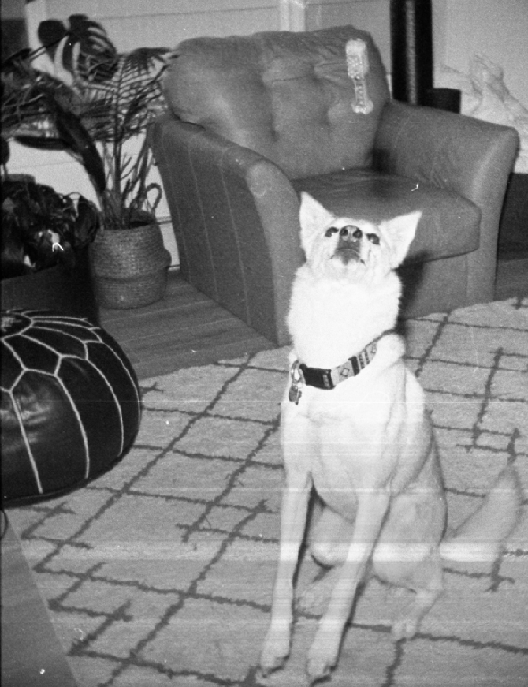 A white dog sits on a patterned rug, looking up at a treat on an armchair.