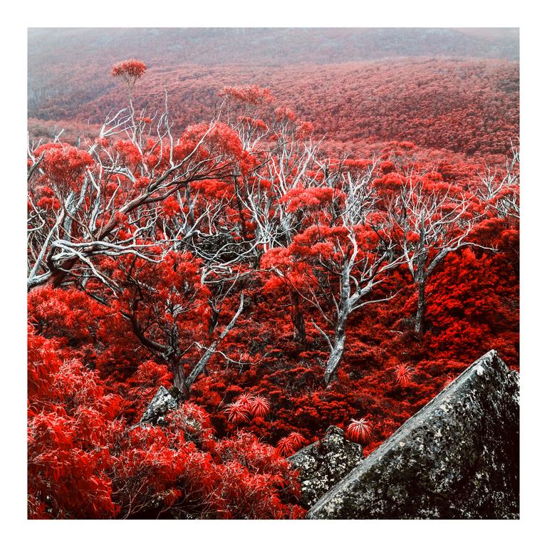 A forest of red trees with white branches covers a hillside, with a large rock in the foreground.