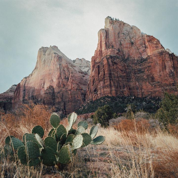 A prickly pear cactus grows in a field of dry grass with large red rock formations in the background.