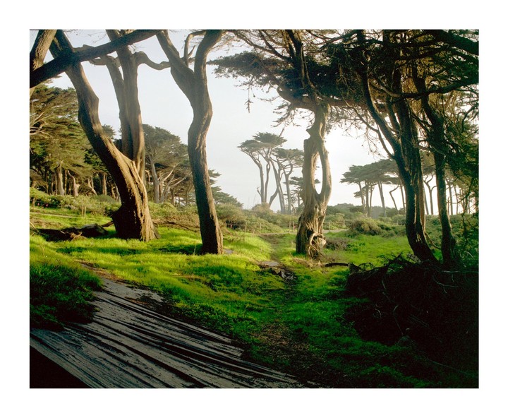 A path leads through a forest of gnarled trees with bright green grass.