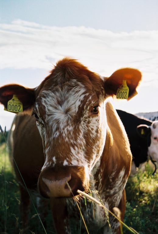 A brown and white cow with ear tags stands in a grassy field with other cows in the background.