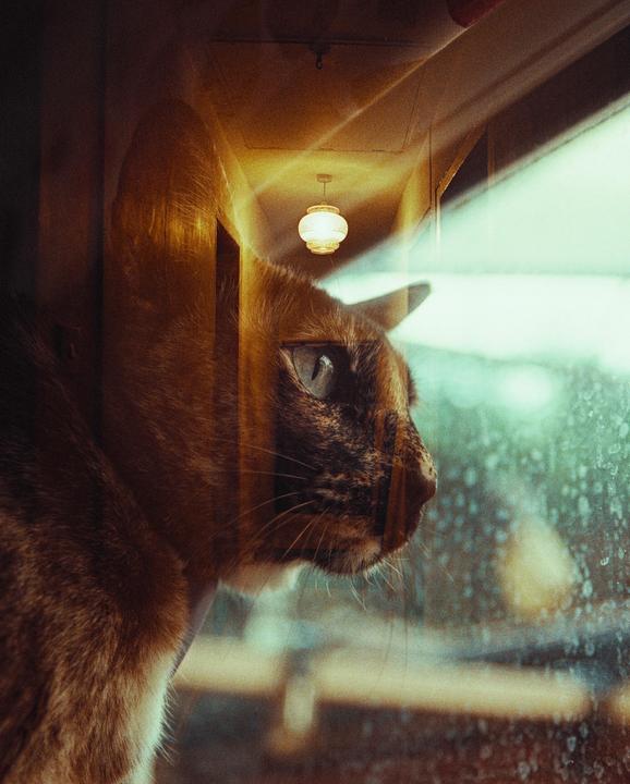A cat looks out a window with a reflection of an indoor light fixture.