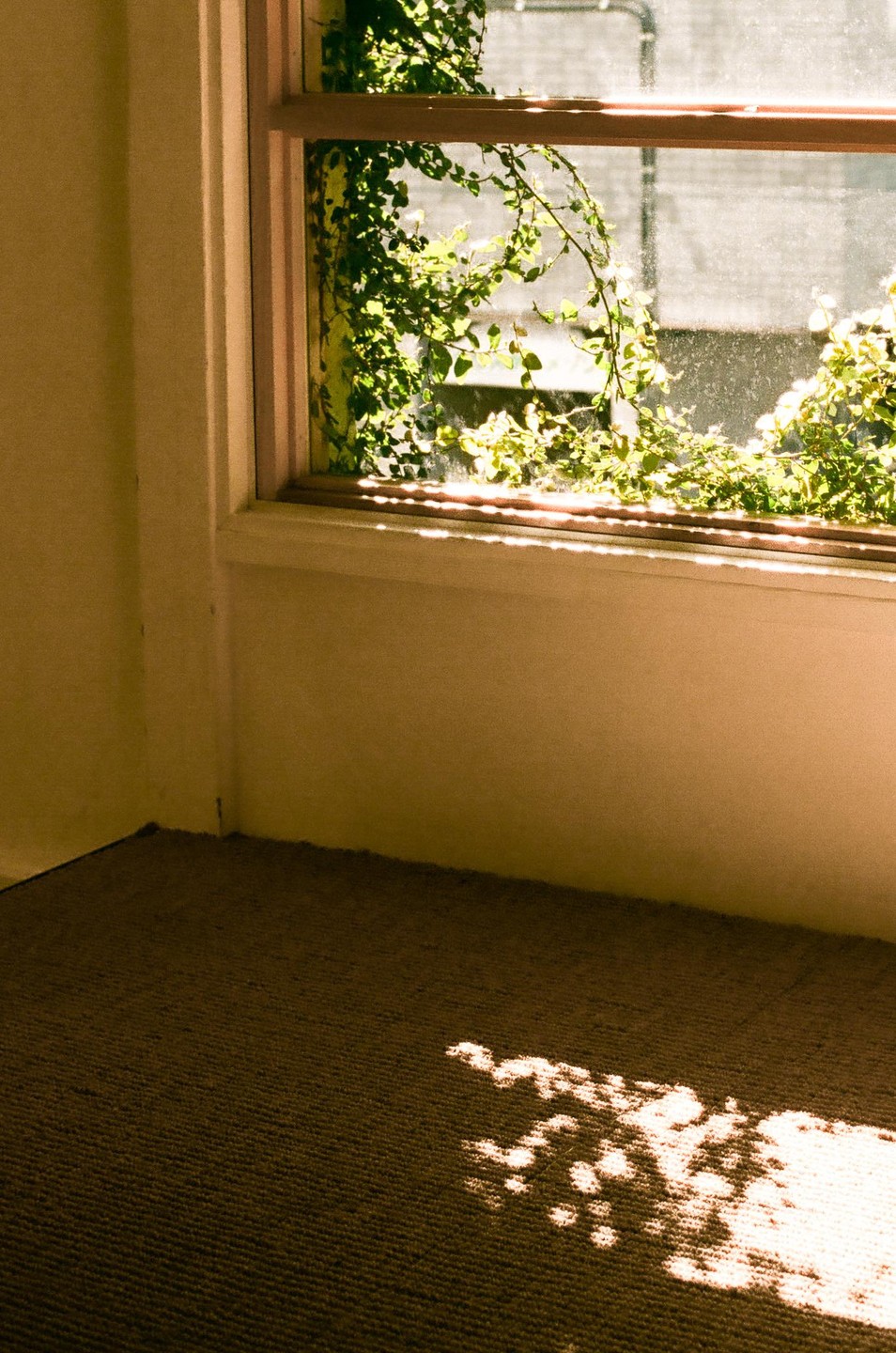 Sunlight streams through a window covered in green vines, casting dappled shadows on a carpeted floor.