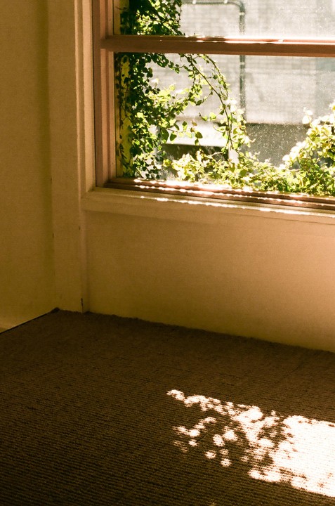 Sunlight streams through a window covered in green vines, casting dappled shadows on a carpeted floor.
