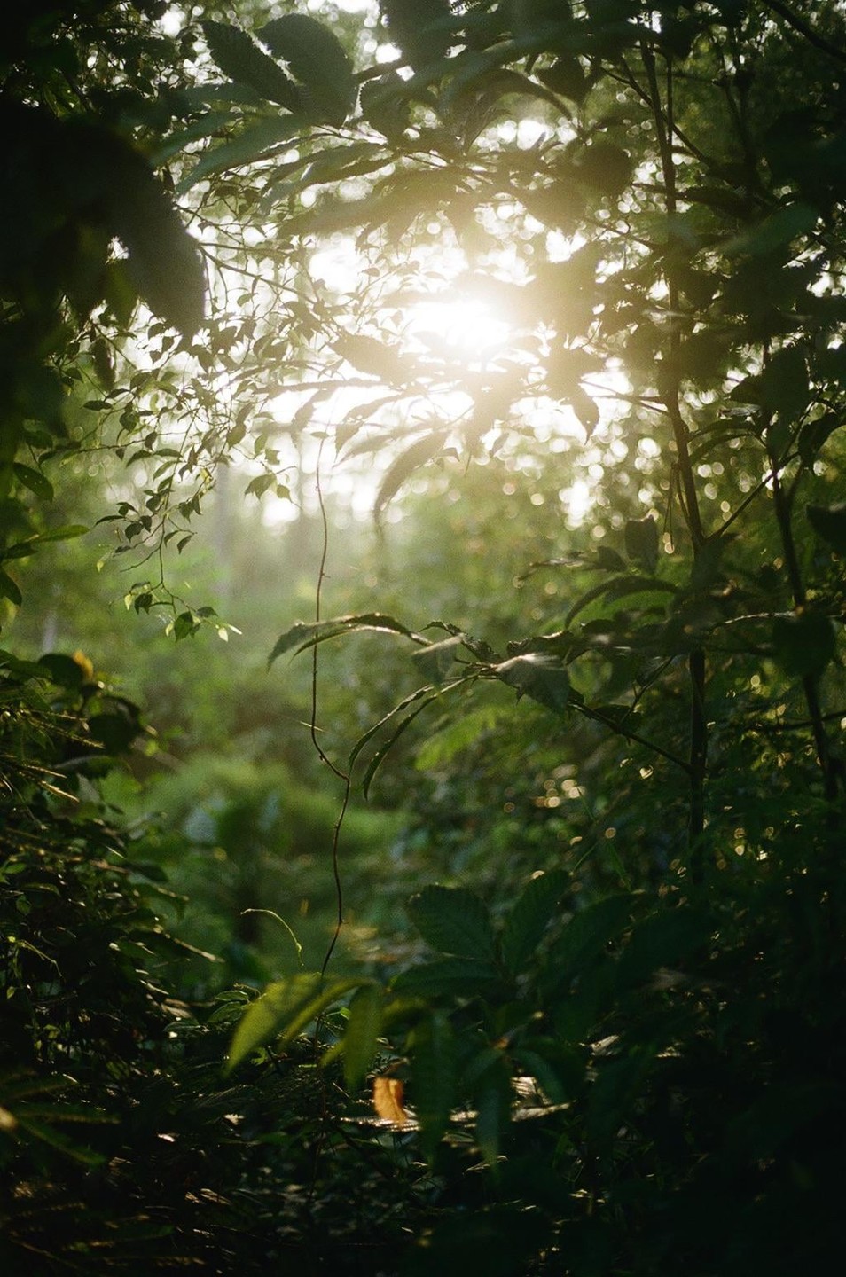 Sunlight streams through dense green foliage in a forest.