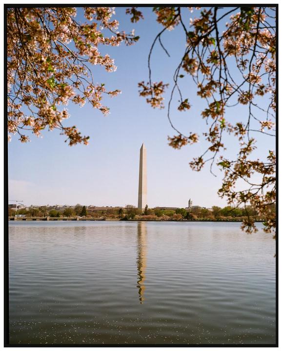The Washington Monument is reflected in the water, framed by cherry blossoms.