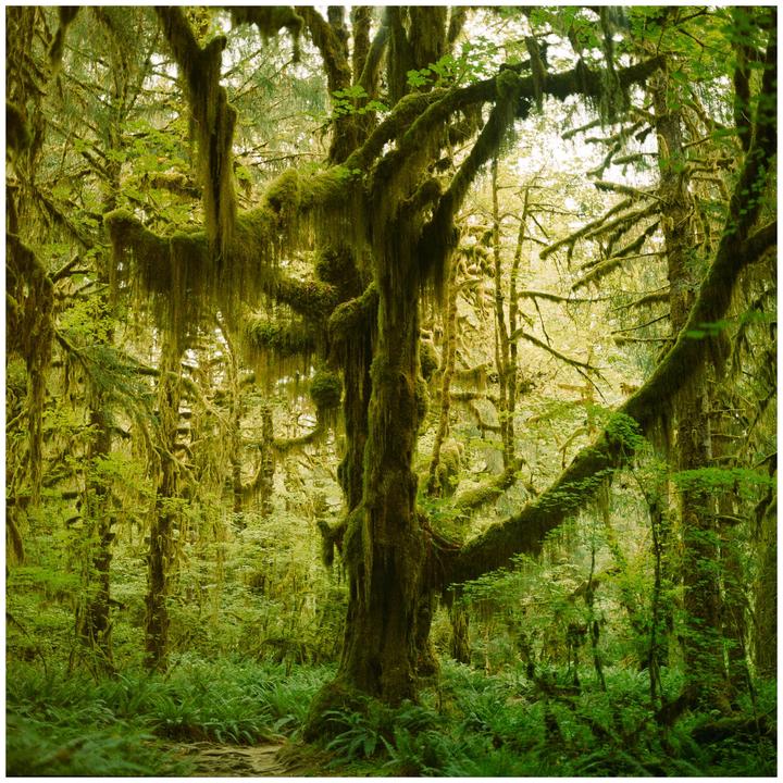 A path winds through a lush green forest filled with moss-covered trees and ferns.