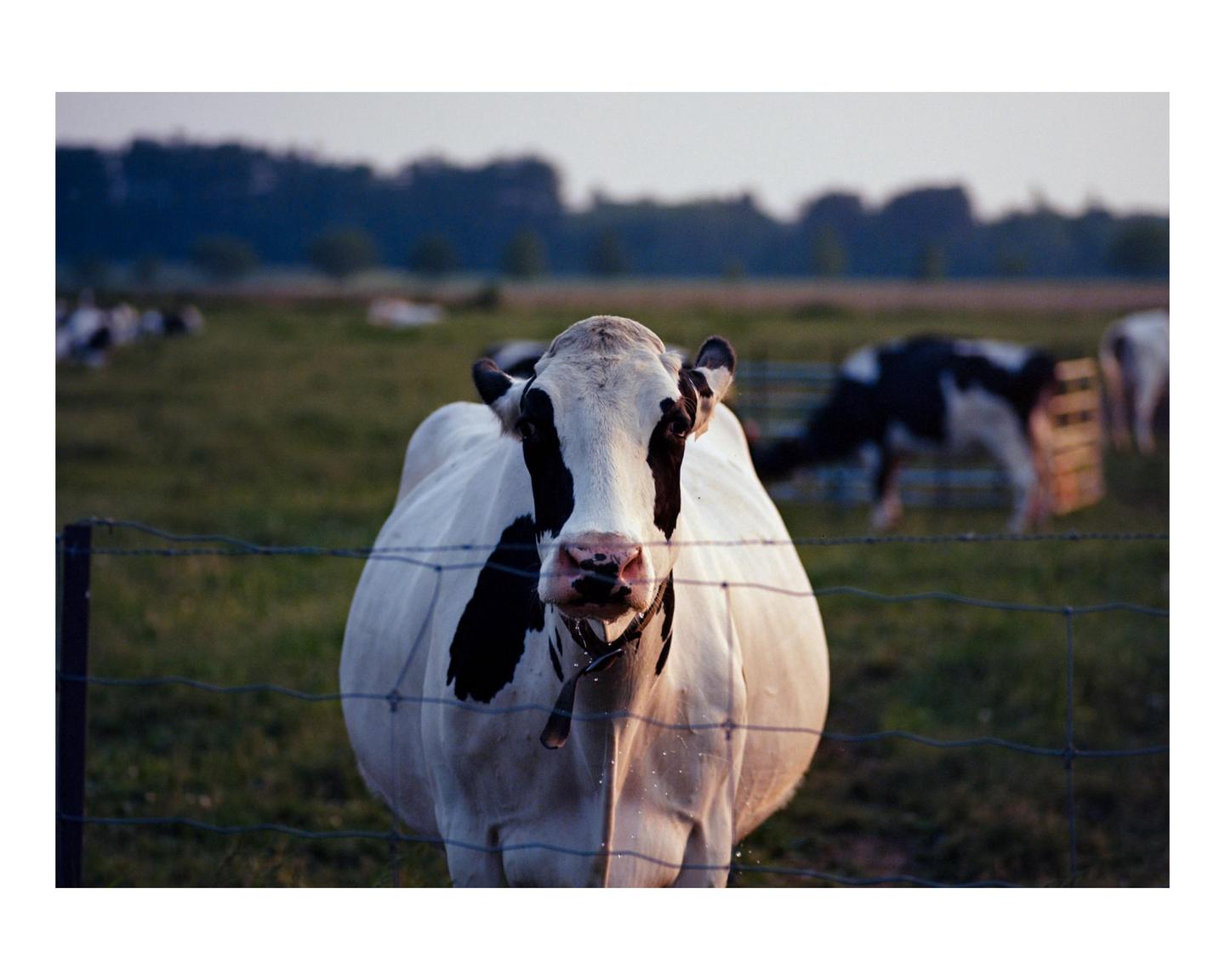 A cow looks directly at the viewer from behind a fence in a field with other cows in the background.