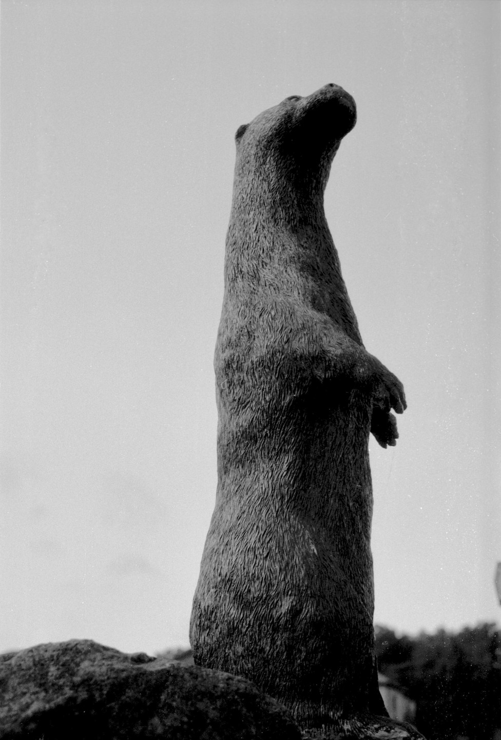 A statue of an otter stands upright on a rock, looking up at the sky.