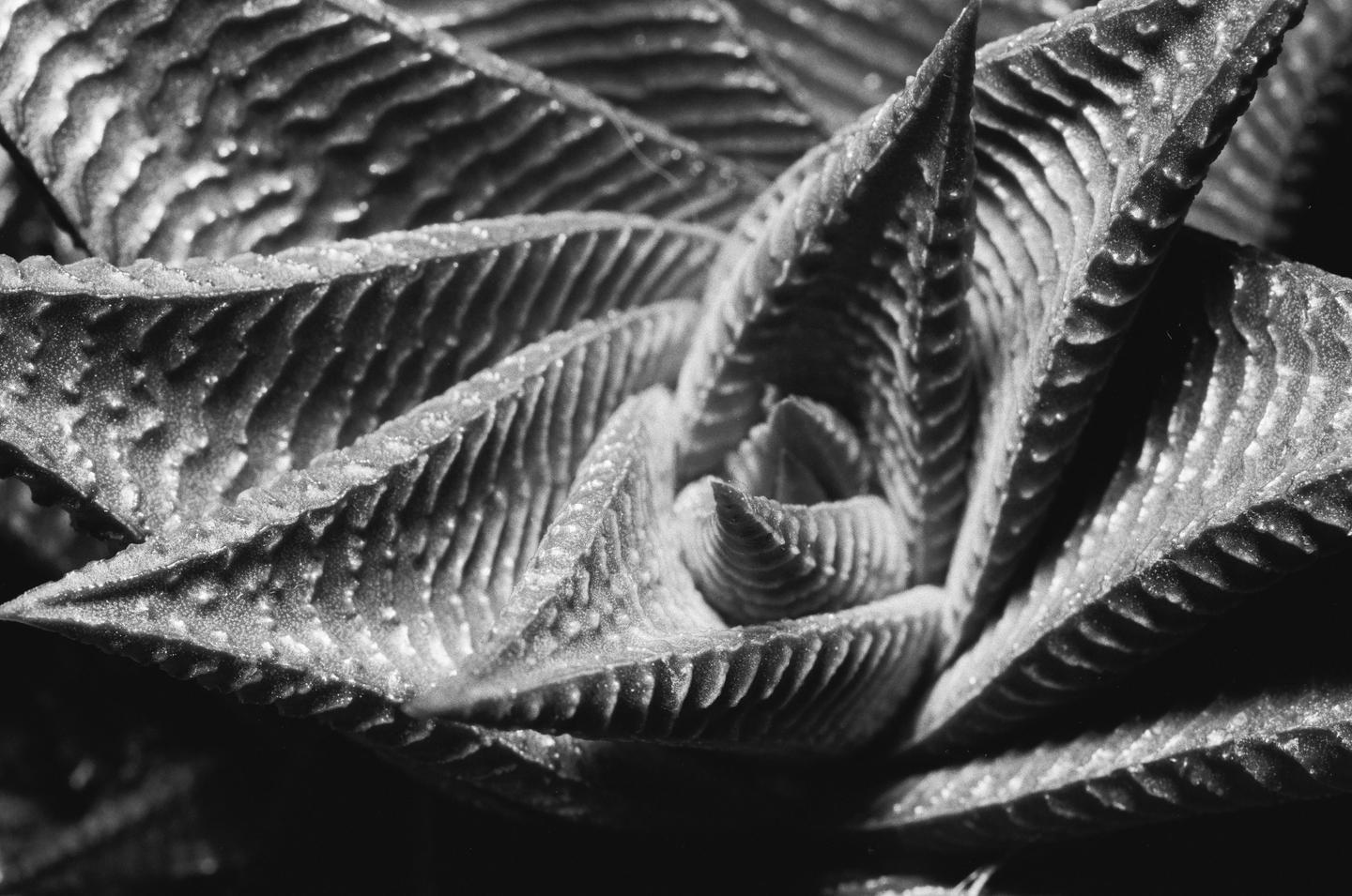 A close-up, black and white shot shows the textured leaves of a succulent plant.