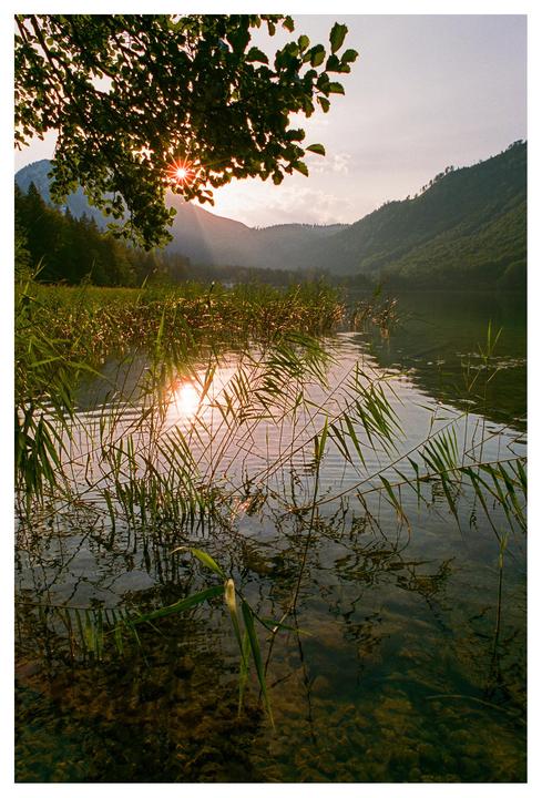 The setting sun shines through tree branches and reflects on a lake with tall grass in the foreground and mountains in the background.