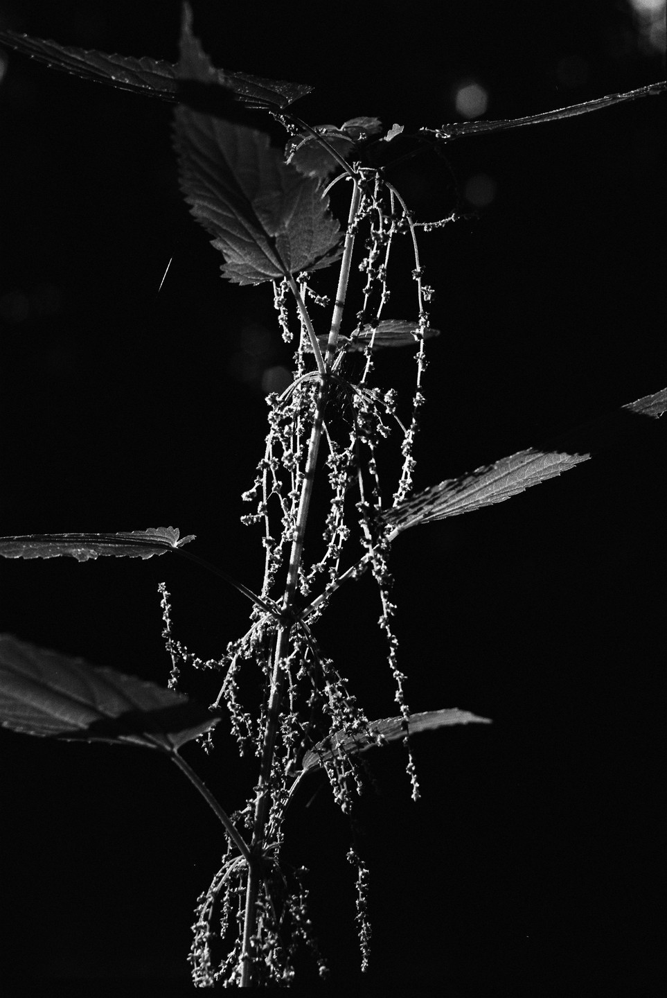 A nettle plant with many small seeds hangs down against a dark background.