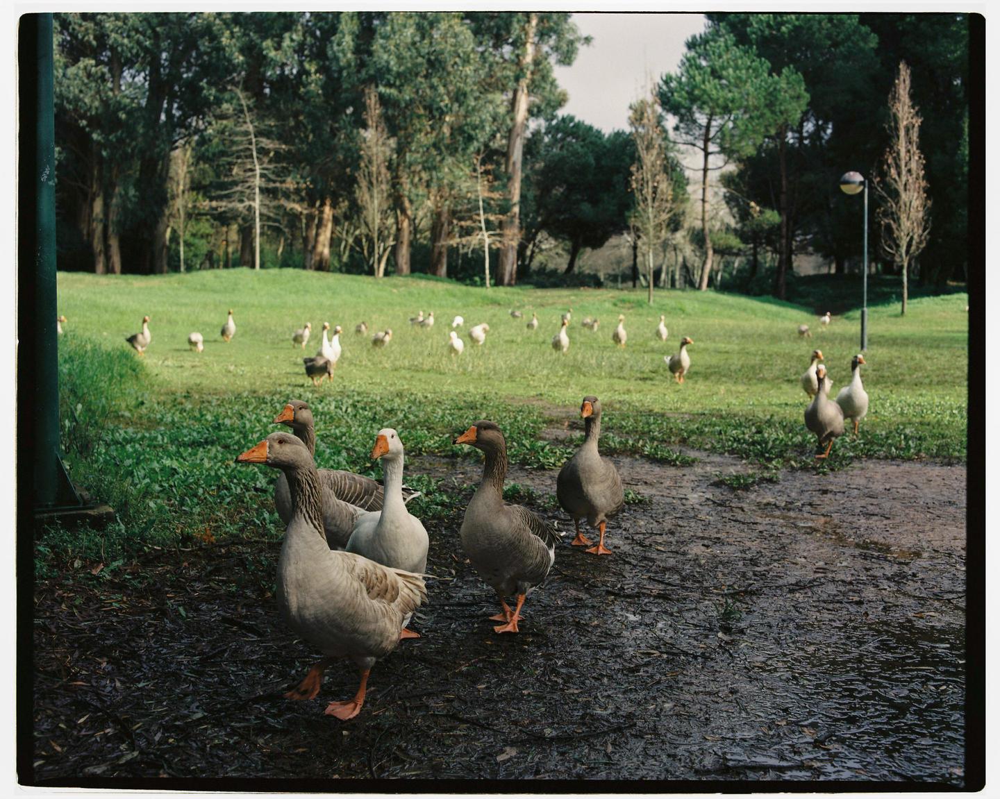 A flock of geese stands on a muddy path and a grassy field with trees in the background.