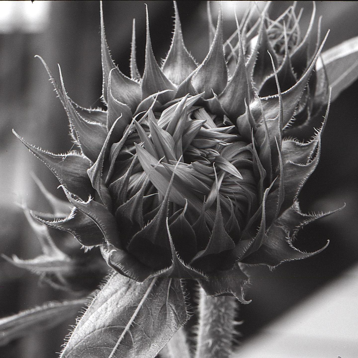 A closed sunflower bud with spiky sepals is shown in black and white.