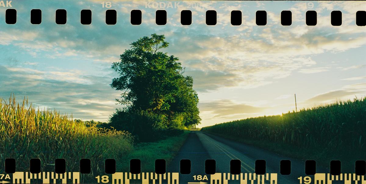 A road stretches into the distance between two fields of tall crops under a cloudy sky at sunset.
