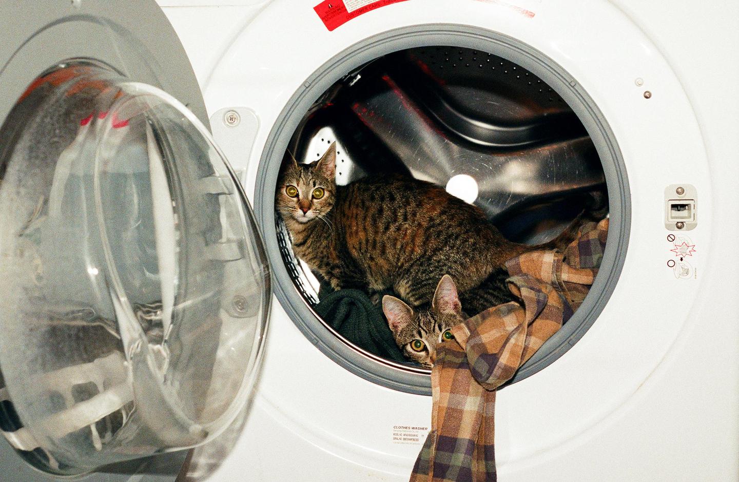 Two tabby cats are inside a washing machine with some laundry.