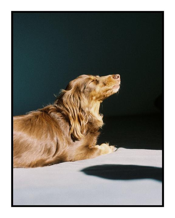 A long-haired brown dog with closed eyes is basking in a beam of sunlight.