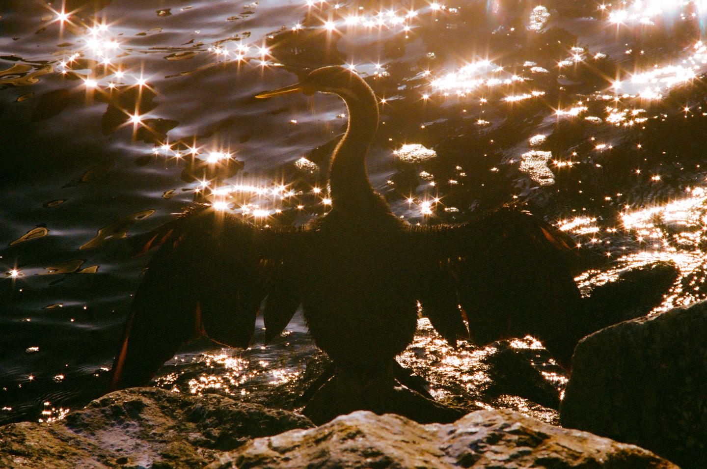 A darter bird with outstretched wings stands on rocks in sparkling water.