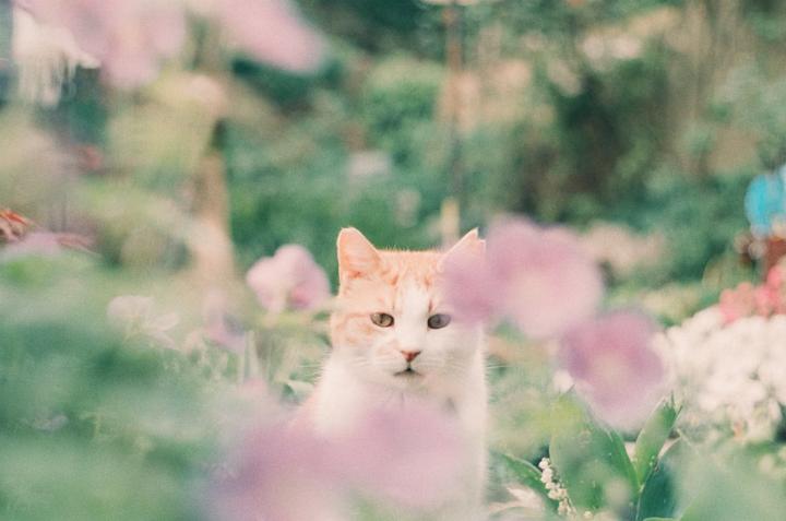 A white and orange cat sits among pink and green foliage.