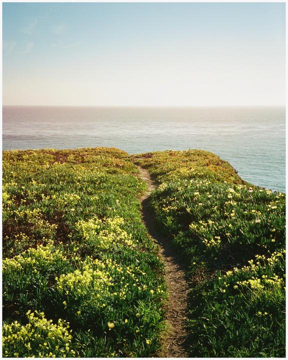 A narrow dirt path winds through a field of green and yellow foliage towards the ocean under a clear sky.