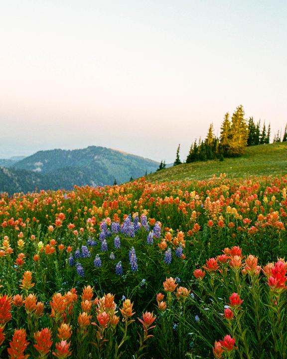 A field of colorful wildflowers covers a hillside with mountains and trees in the background.