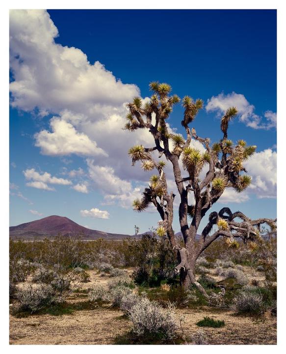 A joshua tree stands in a desert landscape with a volcanic cinder cone in the distance under a blue sky with clouds.
