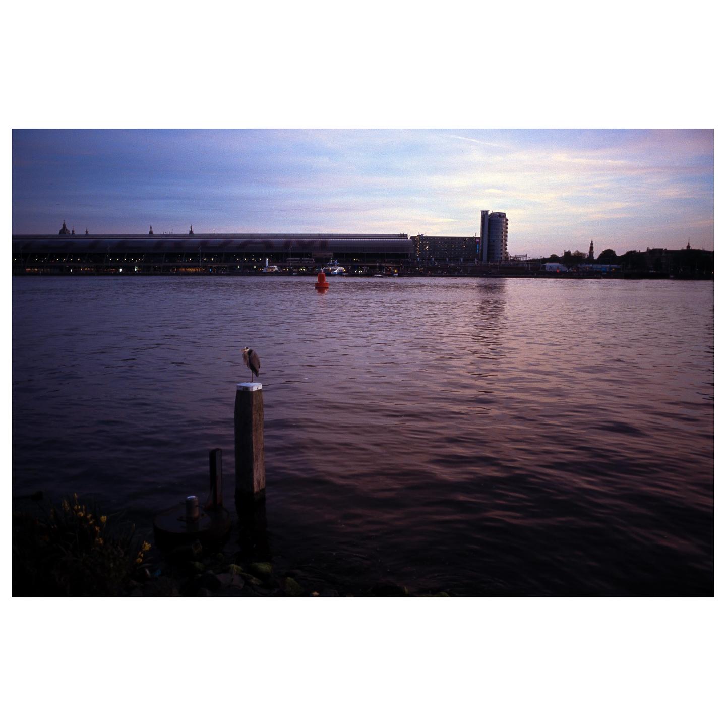 A bird stands on a wooden post in the water with a city skyline in the background at dusk.