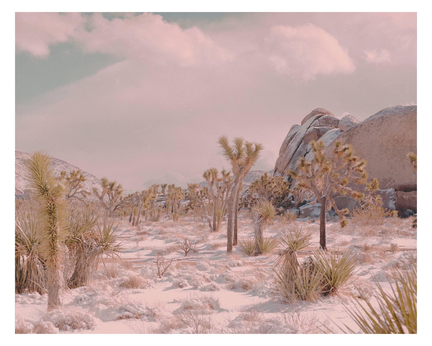 A desert landscape with Joshua trees and large rock formations is covered in a light dusting of snow under a cloudy sky.