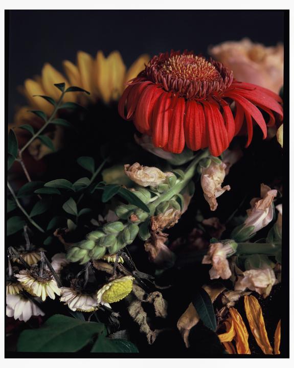 A red flower is surrounded by wilting flowers and green foliage.
