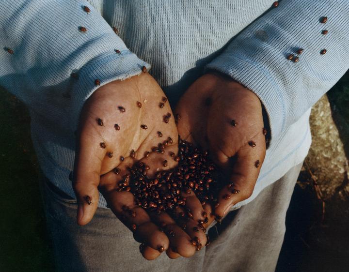 A person holds their hands cupped together, filled with many ladybugs, while more ladybugs crawl on their arms.