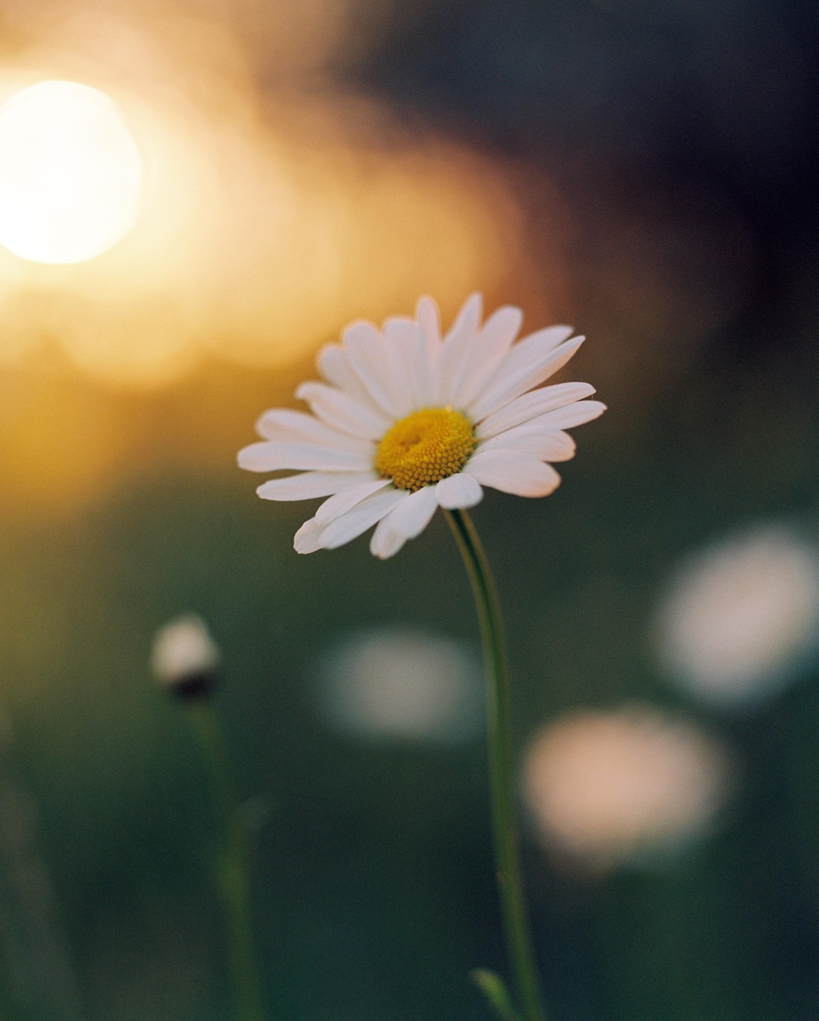 A single daisy with white petals and a yellow center stands in soft focus against a warm, glowing background.