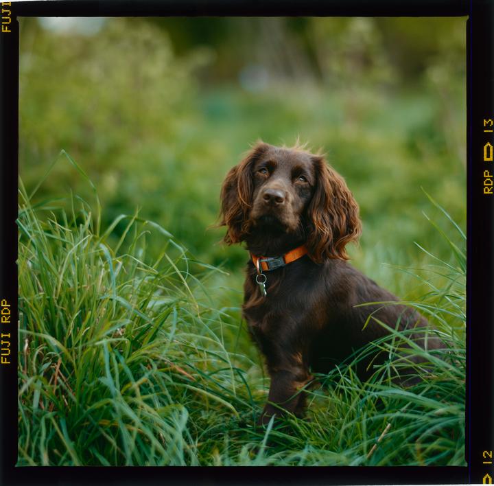 A brown spaniel puppy with an orange collar sits in tall green grass.