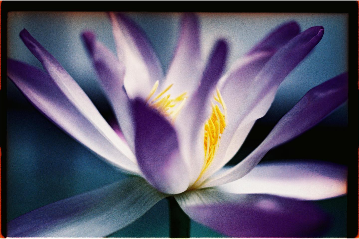 A purple waterlily with yellow stamens is in bloom.