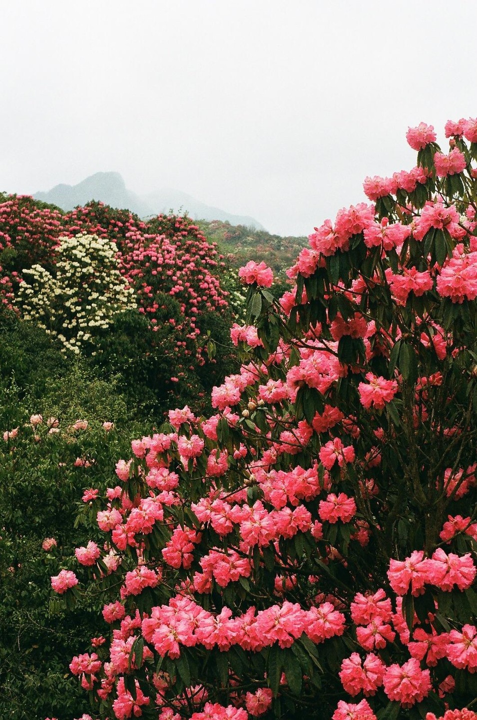 A hillside is covered with pink and white rhododendron blossoms under a hazy sky.