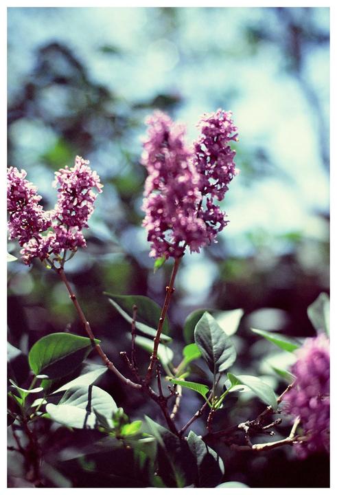 Several purple lilac blossoms are visible on branches with green leaves.