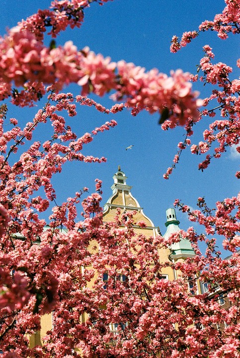 Pink blossoms frame a yellow building with a green roof under a clear blue sky, with a bird flying in the distance.