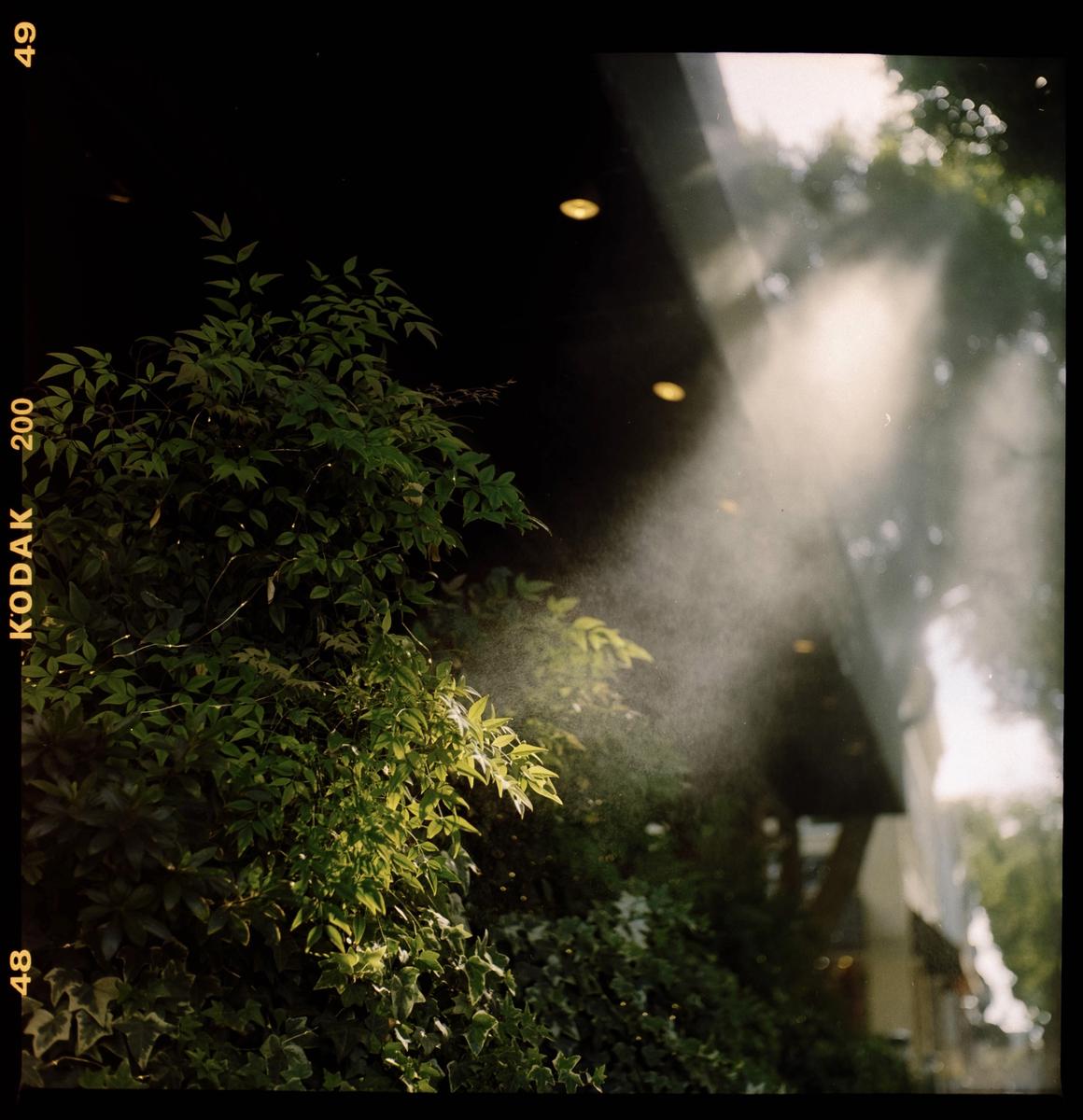 Light rays shine through mist onto green foliage in front of a dark building.